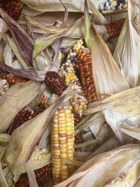 shucked corn