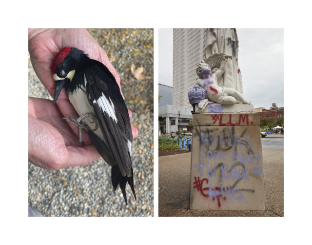 Photo diptych by Catherine Opie